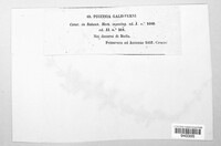 Puccinia galii-verni image